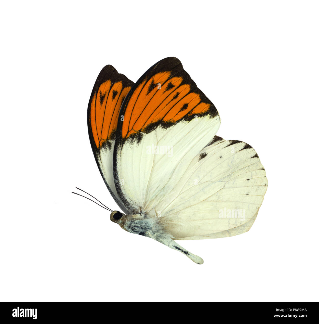 Great Orange Tip butterfly isolated on white background Stock Photo Alamy