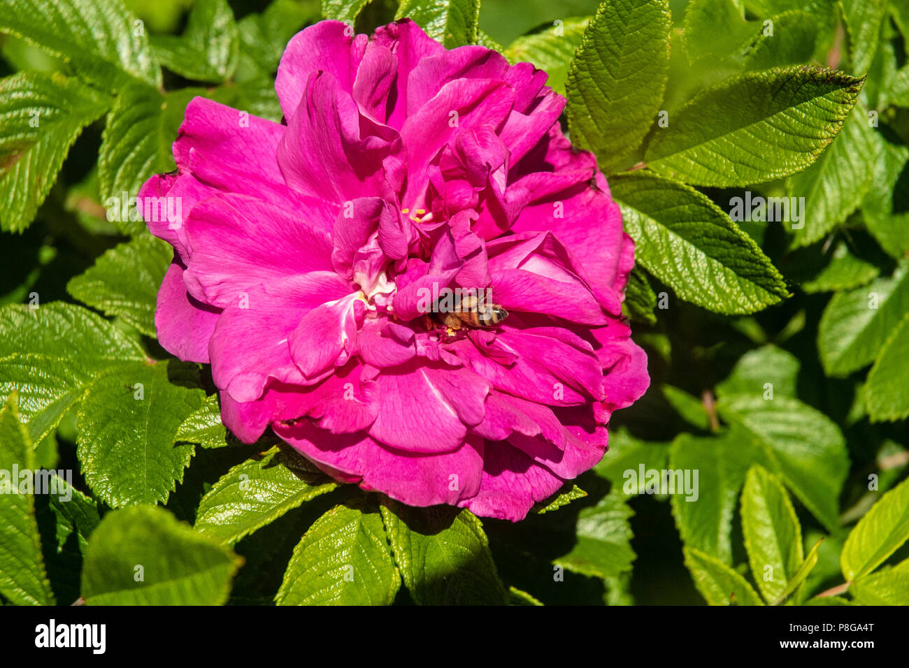 A bee collects nectar for a bright pink rose. Stock Photo