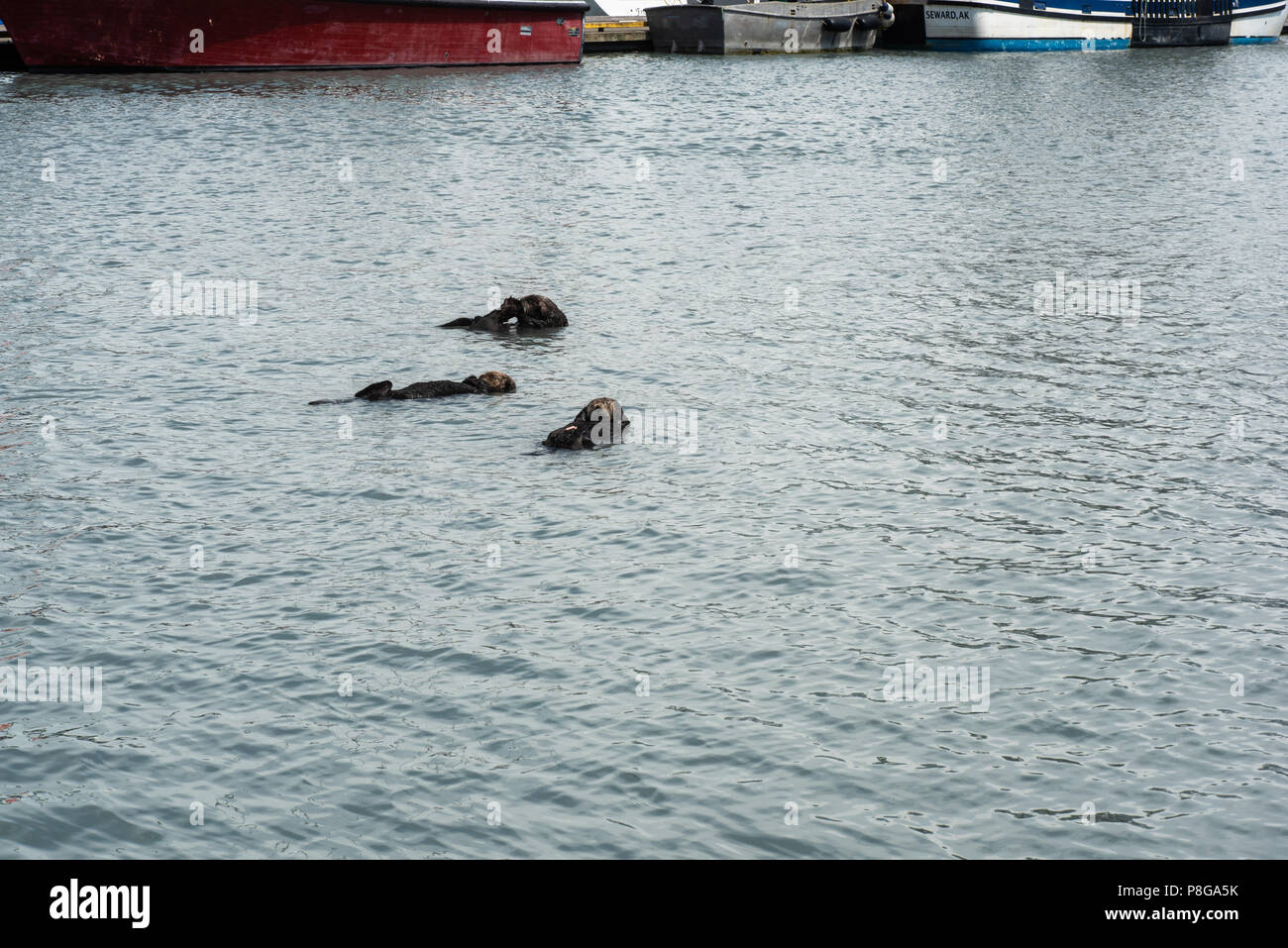 Three sea otters floating in a small boat harbor in Seward, Alaska. Stock Photo