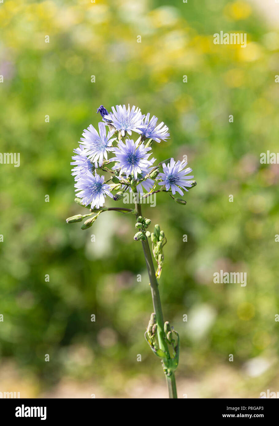 A Cluster of Pale Blue Chicory Flowers Growing in the Wild on a Mountainside in Les Gets French Alps Haute-Savoie Portes du Soleil France Stock Photo