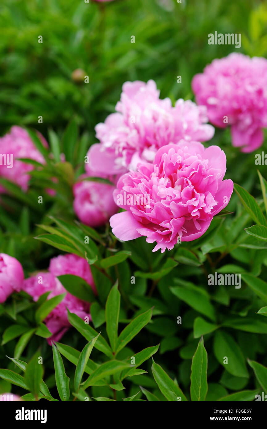 Beautiful pink peonies in the garden Stock Photo - Alamy