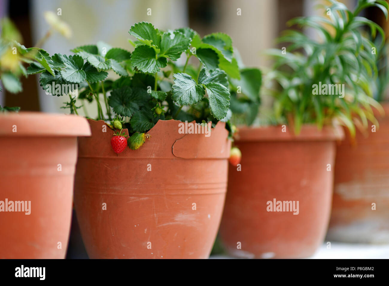 Strawberries plant in pots hires stock photography and images Alamy