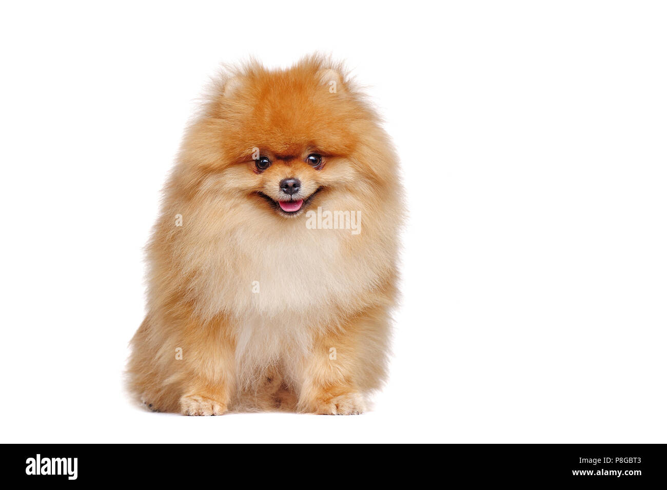 Smiling Red Long Haired Pomeranian Spitz Stock Photo 211802195