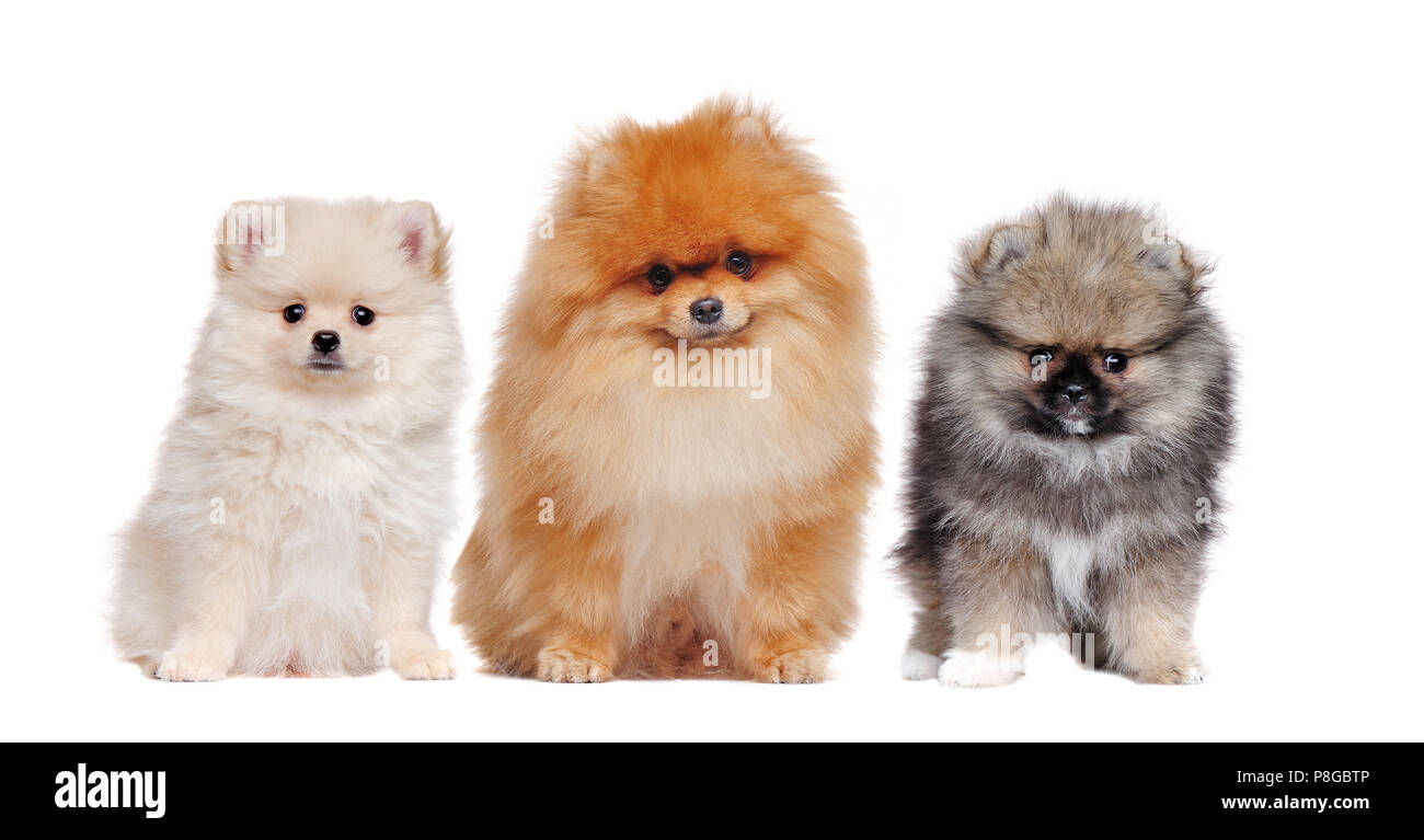 spitz family