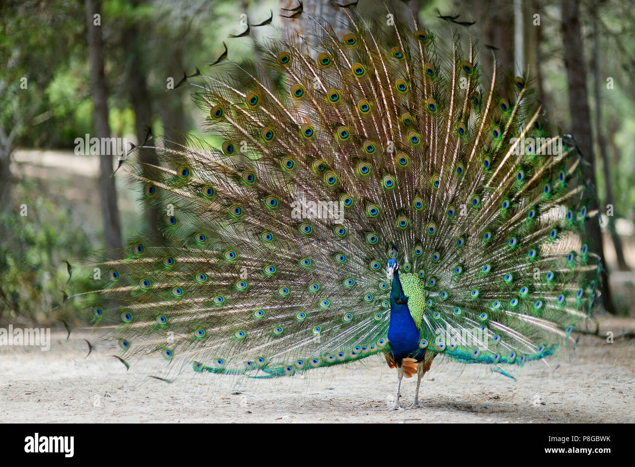 Beautiful peacock displaying his plumage Stock Photo