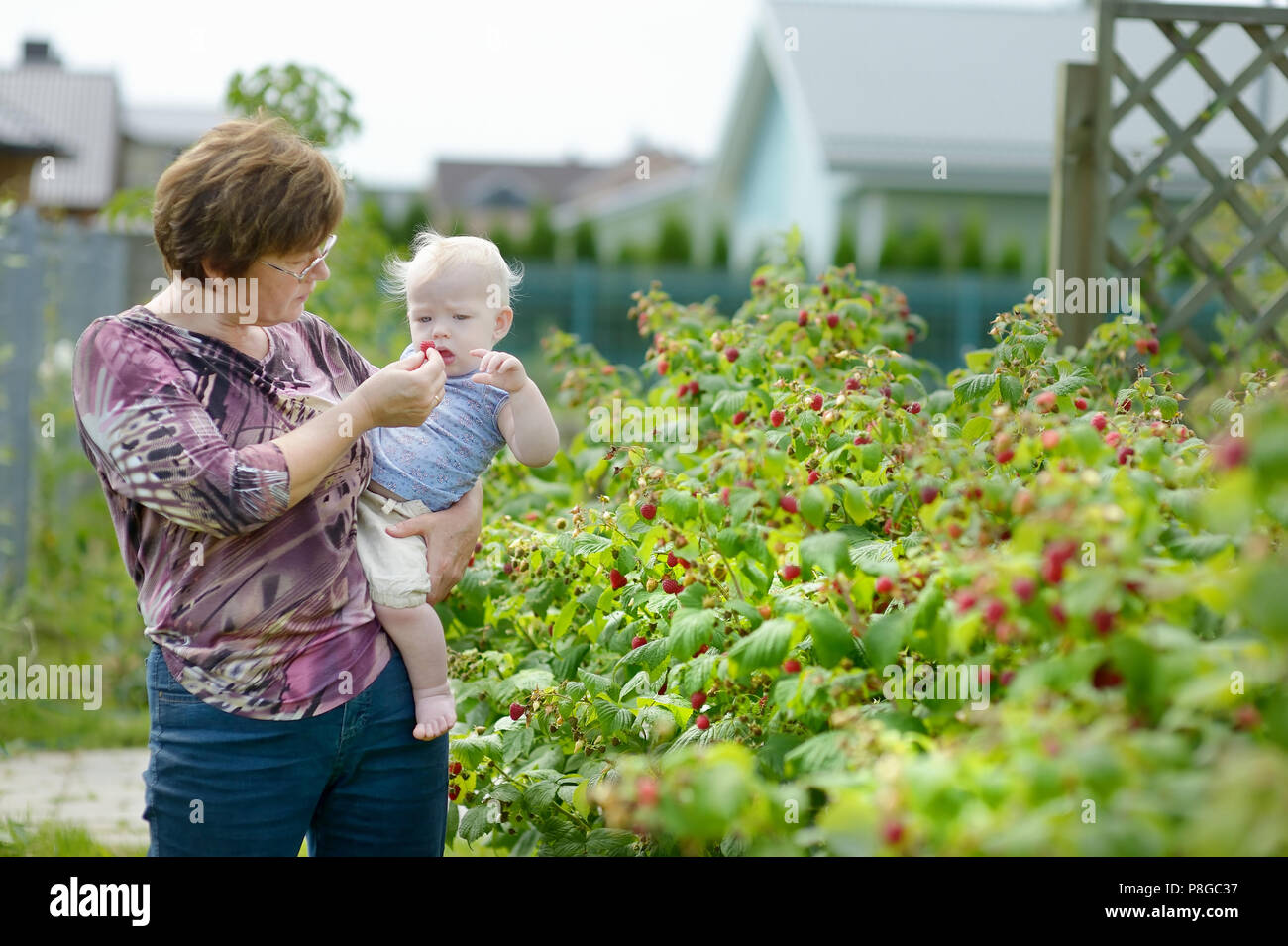Raspberry Tree Baby Grandmother and her baby girl picking raspberries in a garden Stock ...