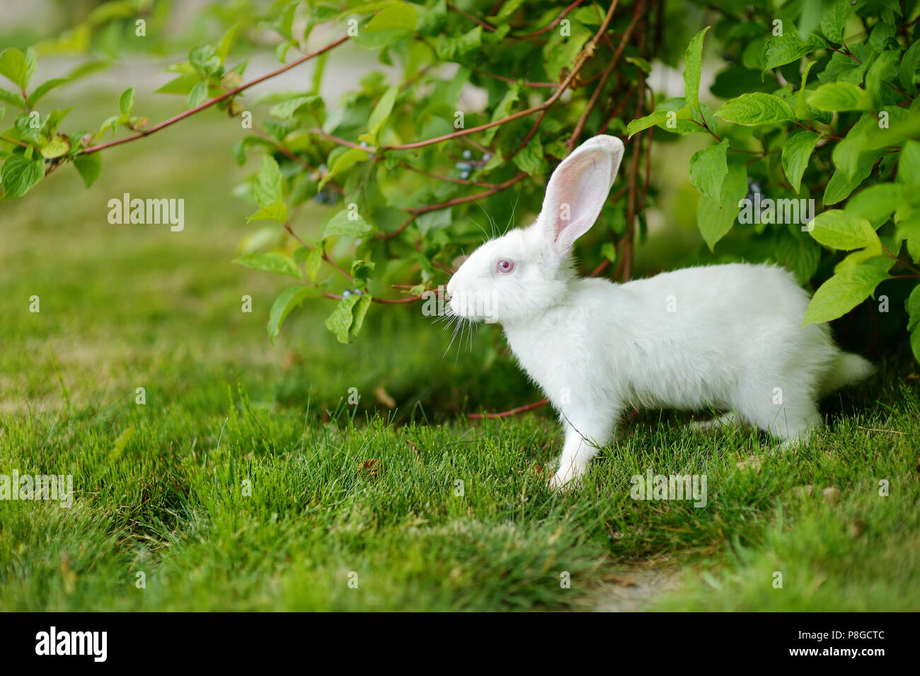 Cute white rabbit on a green grass Stock Photo