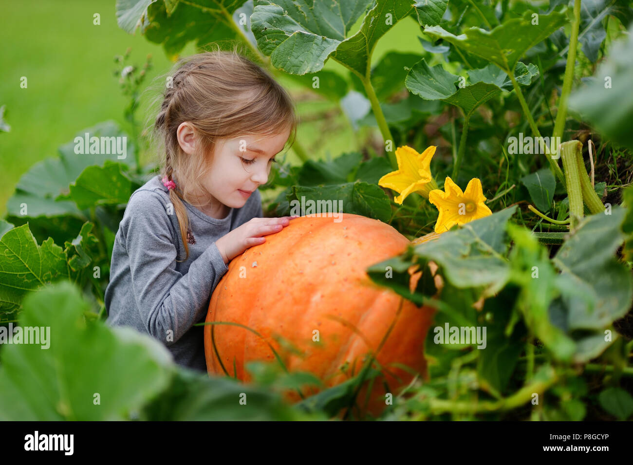 Cute little girl hugging a pumpkin in a pumpkin patch Stock Photo - Alamy