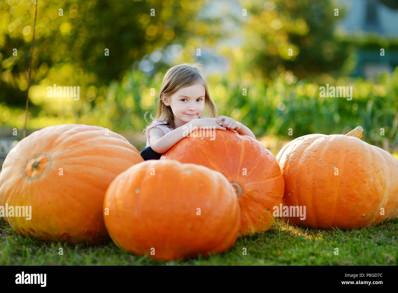 Adorable little girl embracing big pumpkin on a pumpkin patch Stock ...
