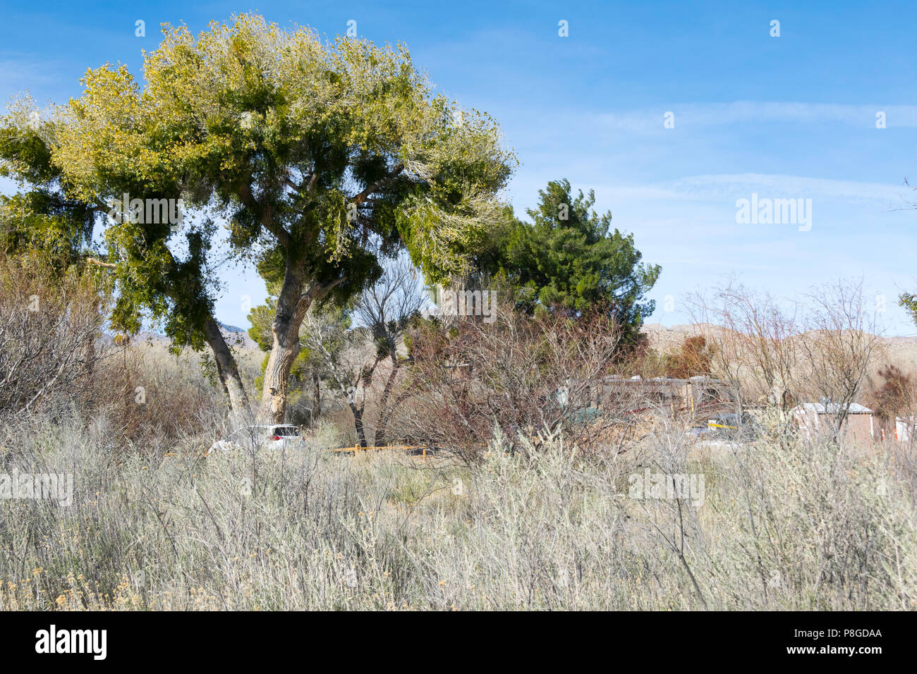 Large cottonwood tree near education center Stock Photo - Alamy