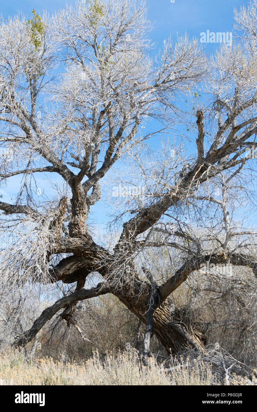 Large cottonwood tree without leaves in winter Stock Photo Alamy
