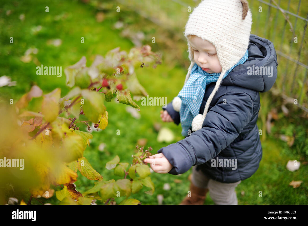 Adorable little girl picking late raspberries Stock Photo - Alamy