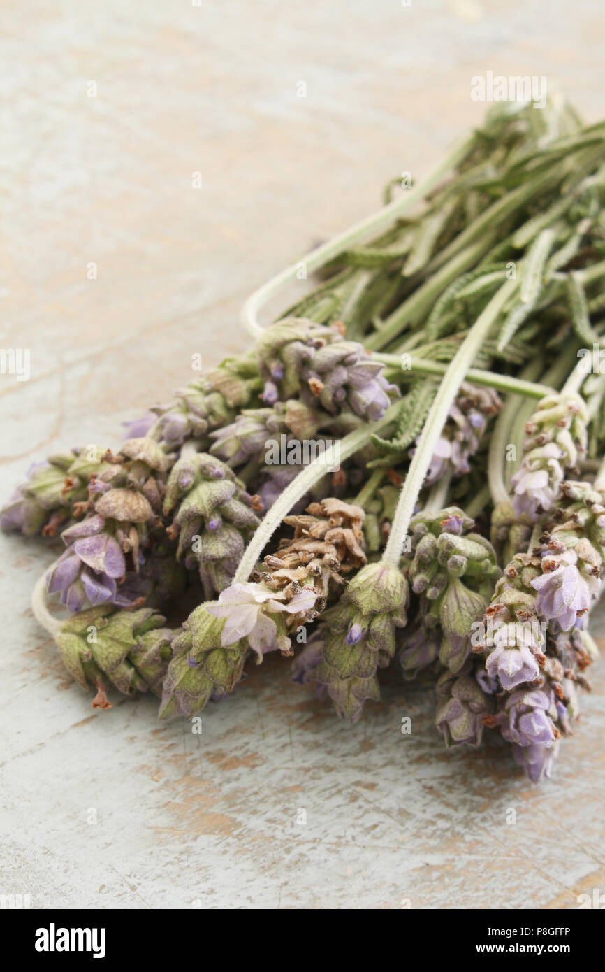 edible lavender flowers Stock Photo Alamy