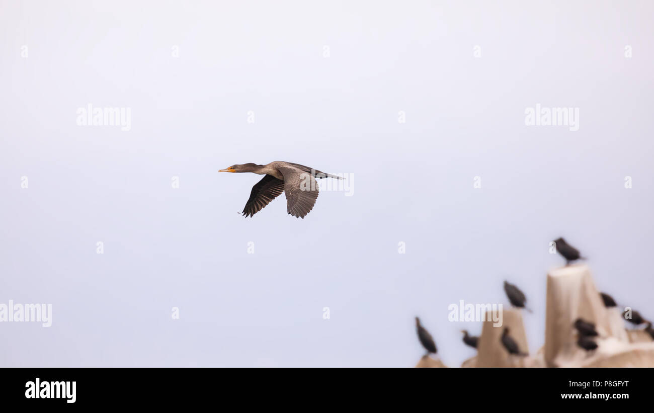 Great cormorant in flight, with others perched on a breakwater in the background. Iles de la Madeleine, Canada. Stock Photo