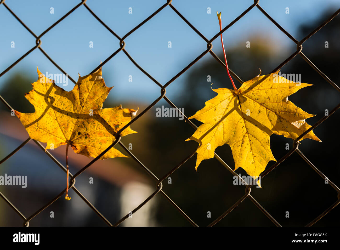 Two pointed leaves hi-res stock photography and images - Alamy