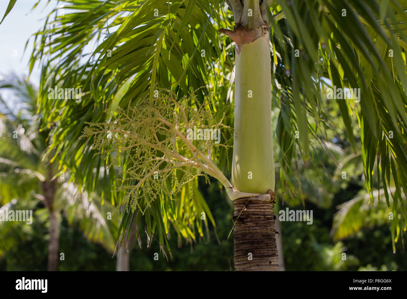 Young not yet fully grown coconut palm Stock Photo