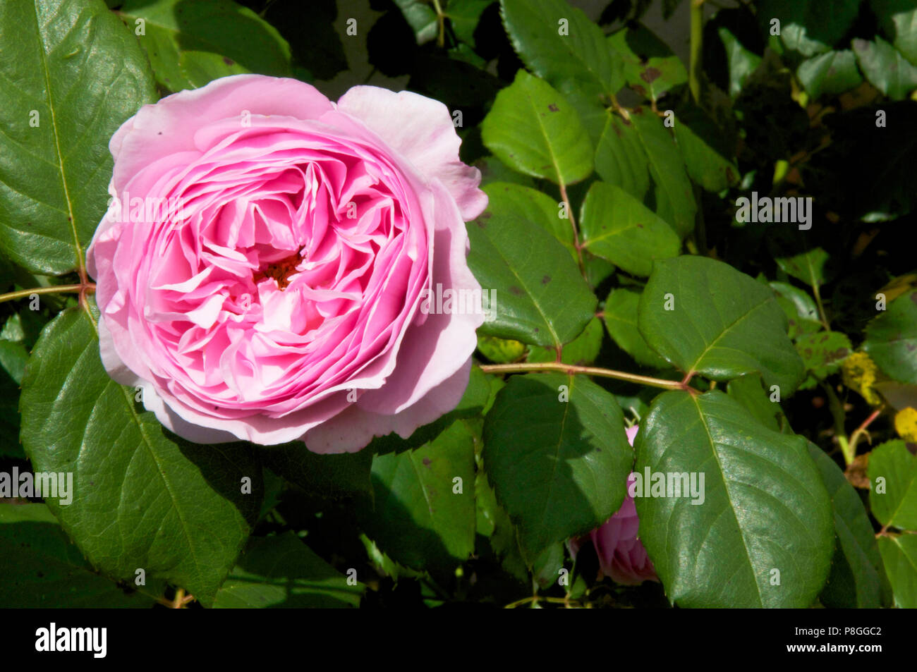 Double pink rose Stock Photo