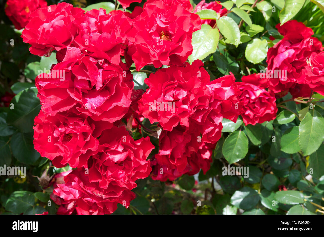 Bright red 'Sevilla' roses Stock Photo