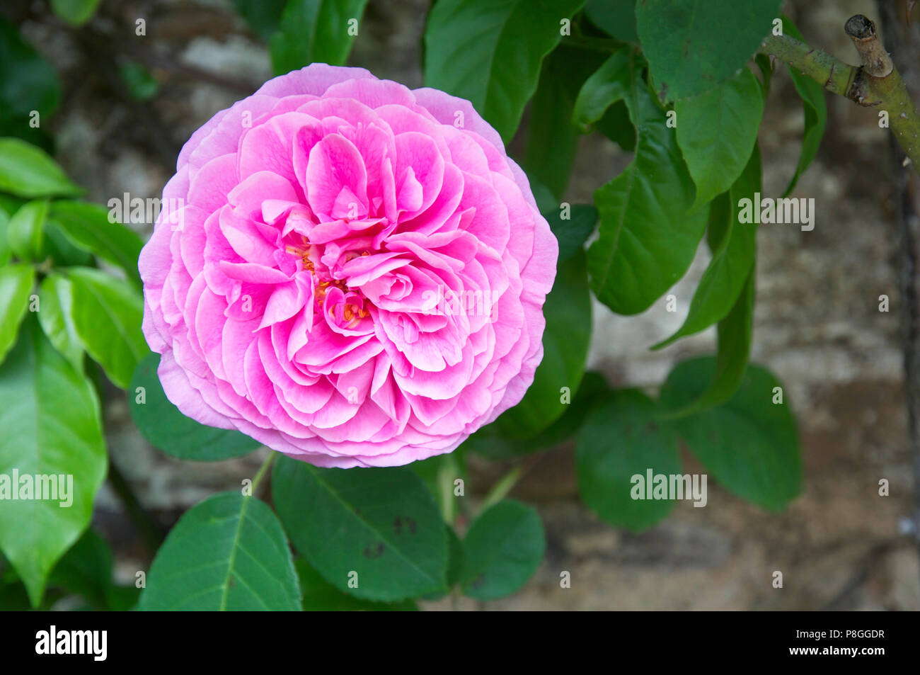 Pink double rose Stock Photo