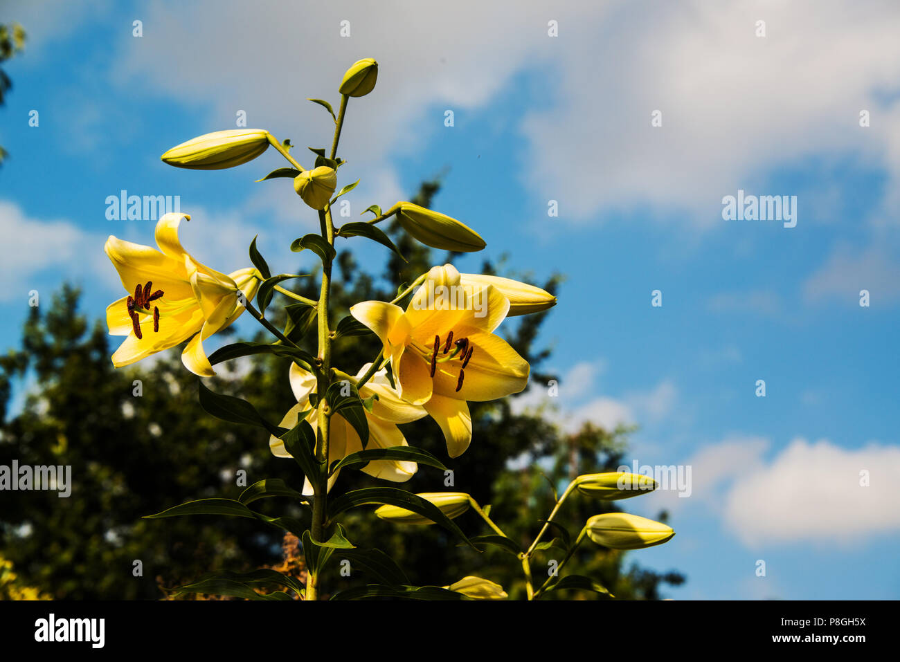 Giant Lily 'yellow rocket'. Stock Photo