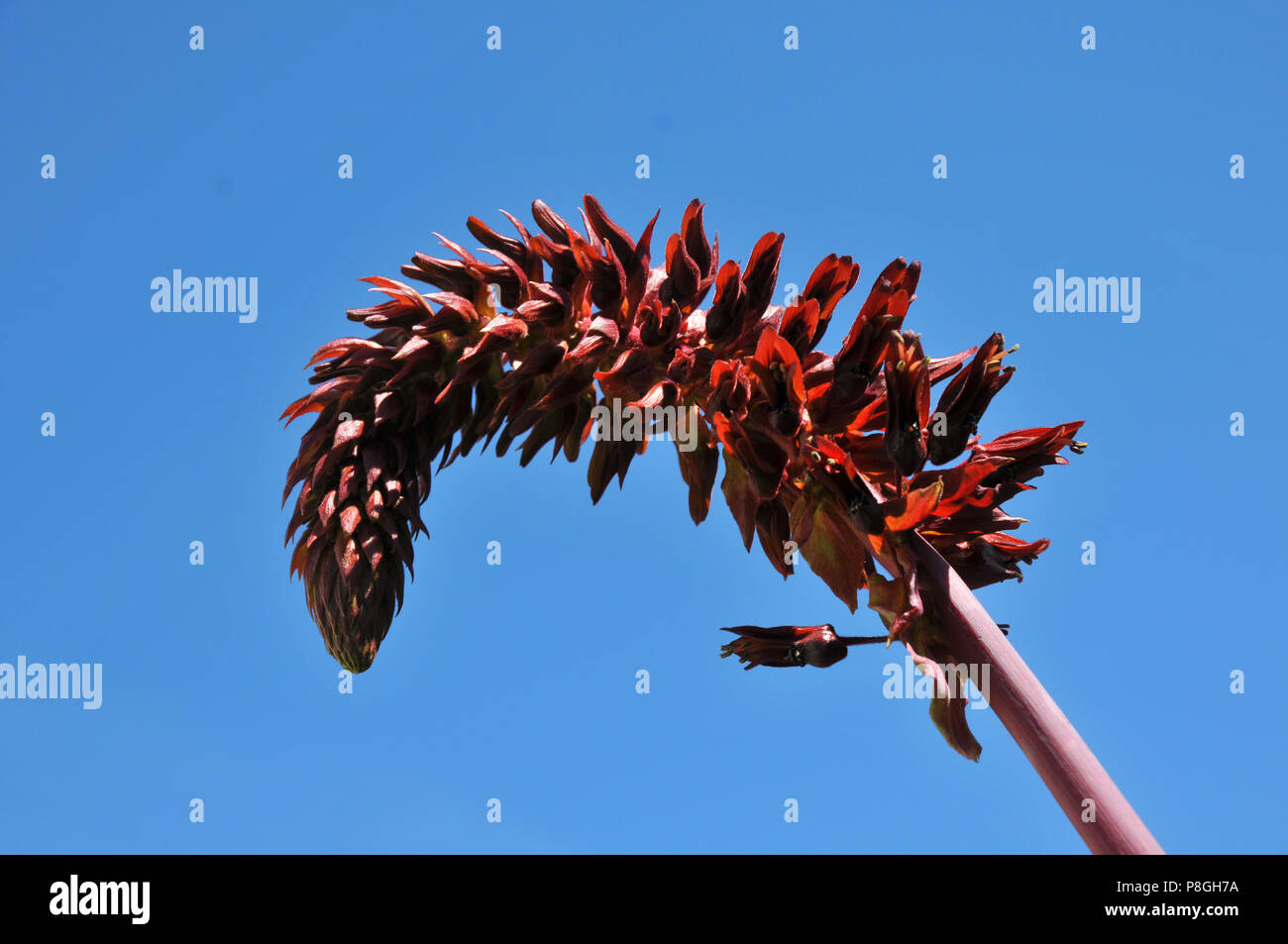 Mellanthus major flower Stock Photo