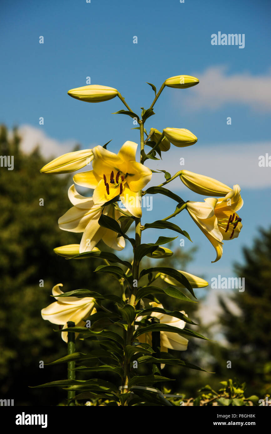 Giant Lily 'yellow rocket'. Stock Photo