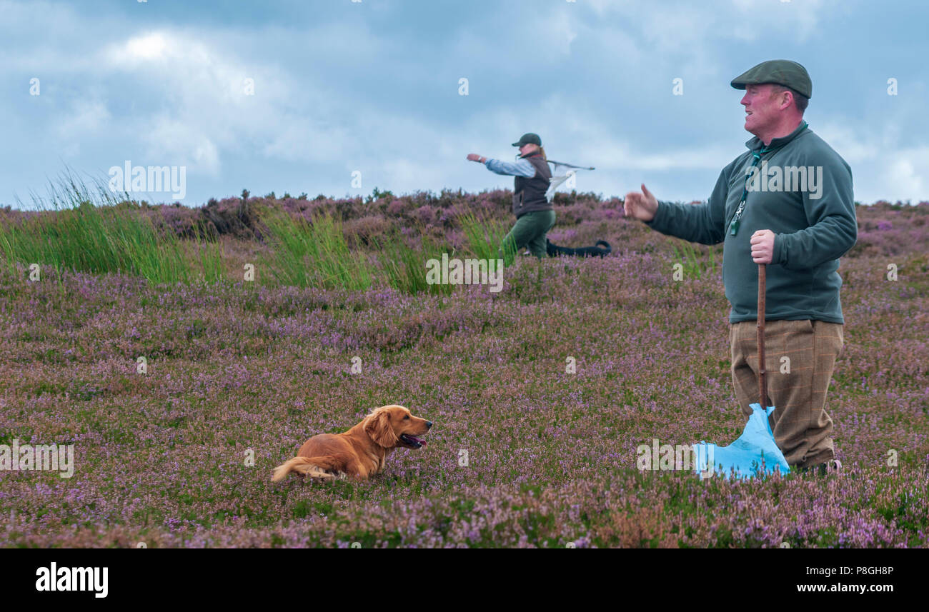 North Yorkshire, England UK - A grouse moor in early autumn beaters walking with dogs to flush the grouse Stock Photo