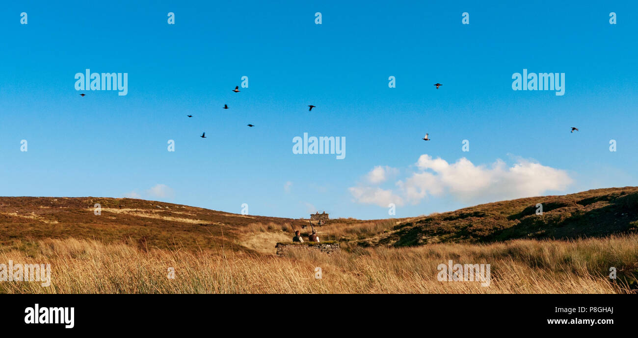 North Yorkshire, England UK - A grouse moor in early autumn a pack of grouse fly over the guns during a driven grouse shoot Stock Photo