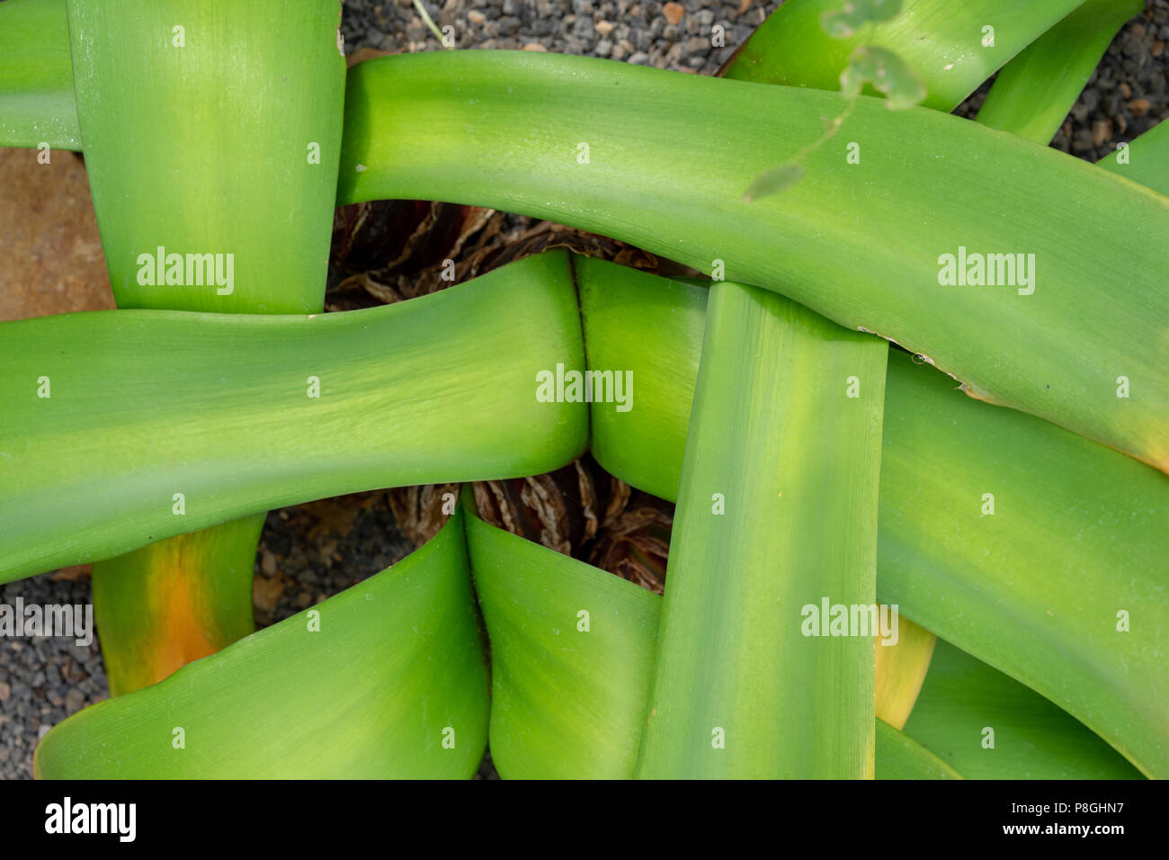 plant leaf pattern design, weave from amaryllidaceae Stock Photo