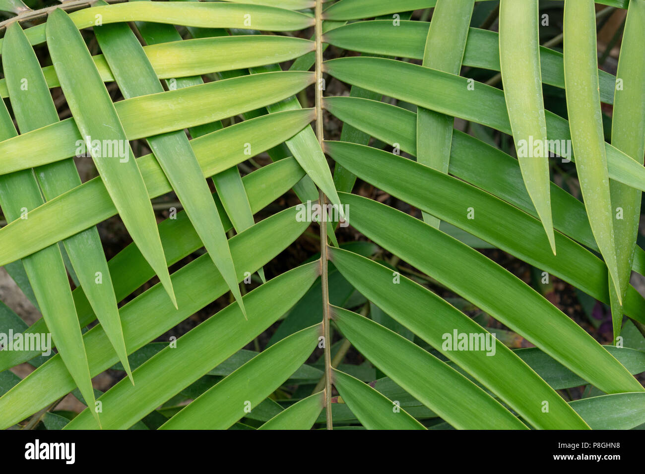 green leaf overlap zigzag pattern structure for background Stock Photo