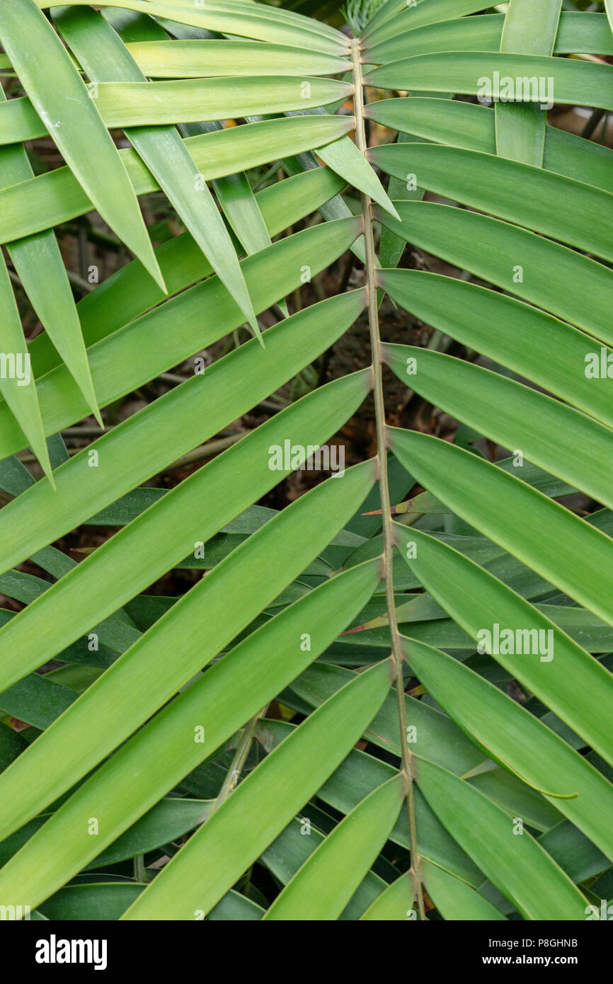 green leaf overlap zigzag pattern structure for background Stock Photo