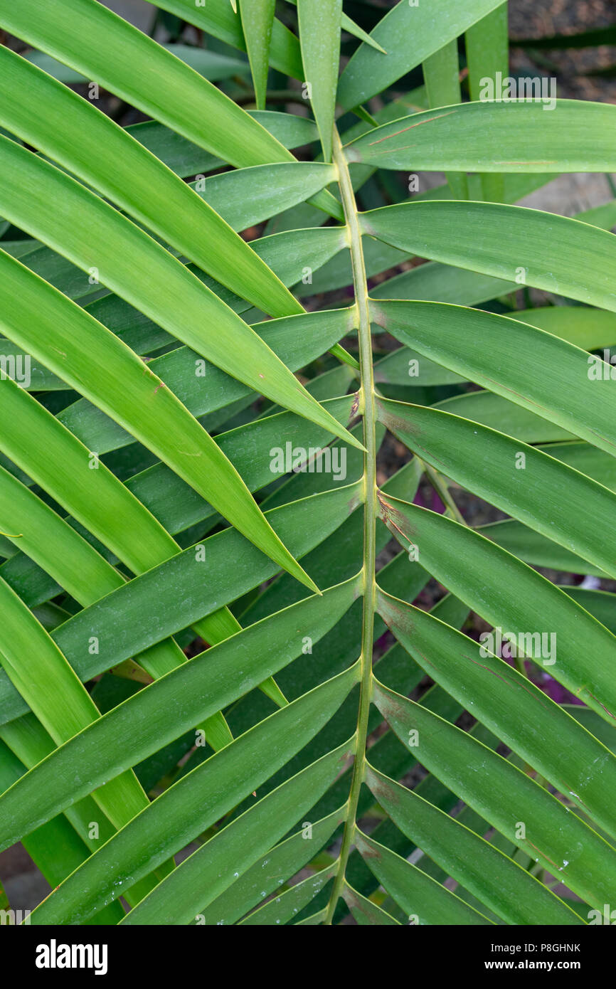 green leaf overlap zigzag pattern structure for background Stock Photo