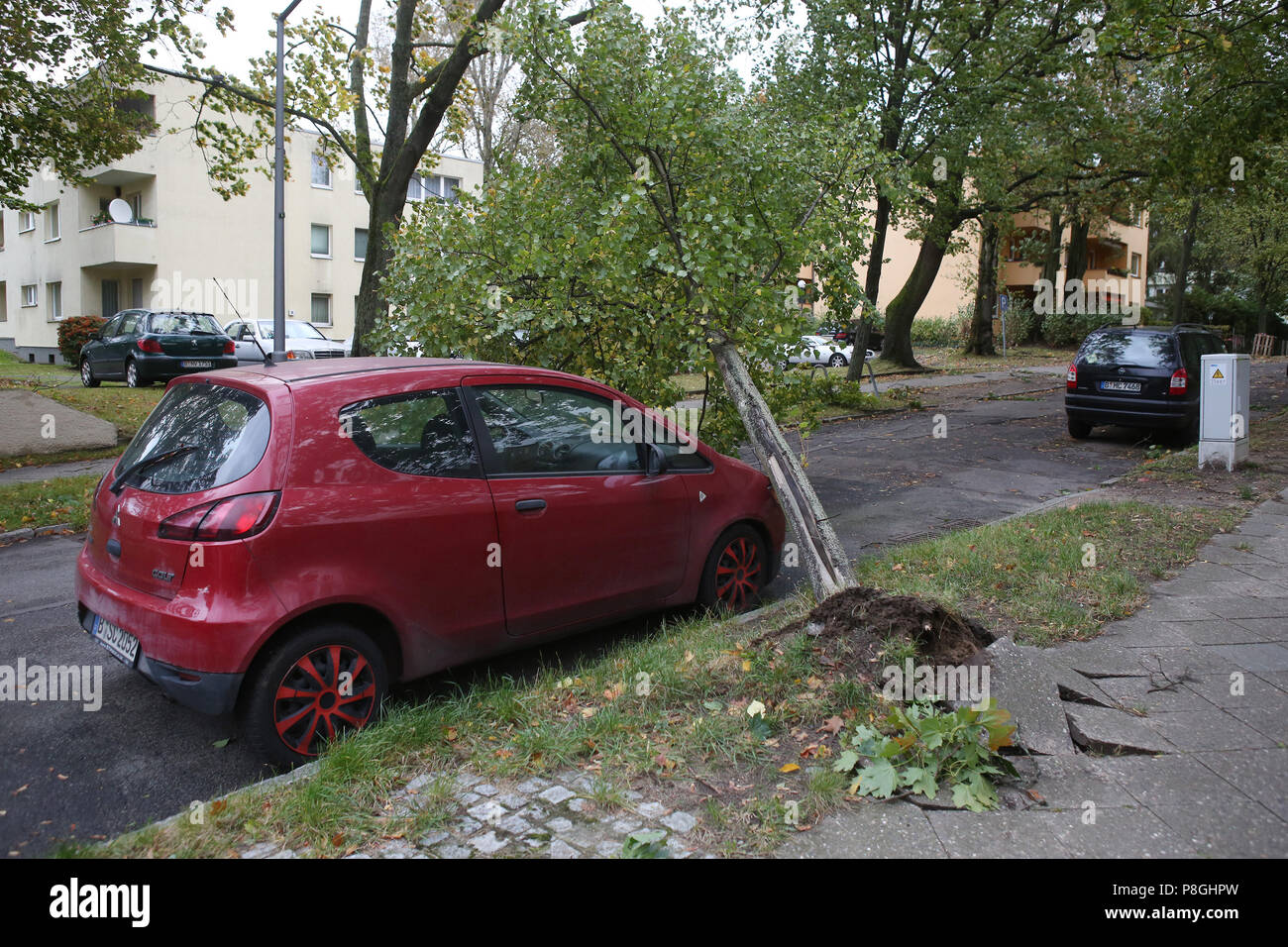 Berlin, Germany, uprooted tree lies on the radiator hood of a car Stock Photo