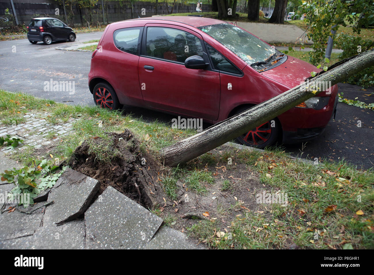 Berlin, Germany, uprooted tree lies on the radiator hood of a car Stock Photo