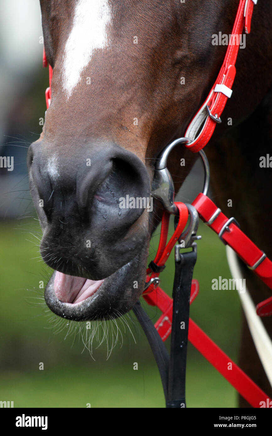 Hoppegarten, Germany, detailed view, mouth of a horse Stock Photo