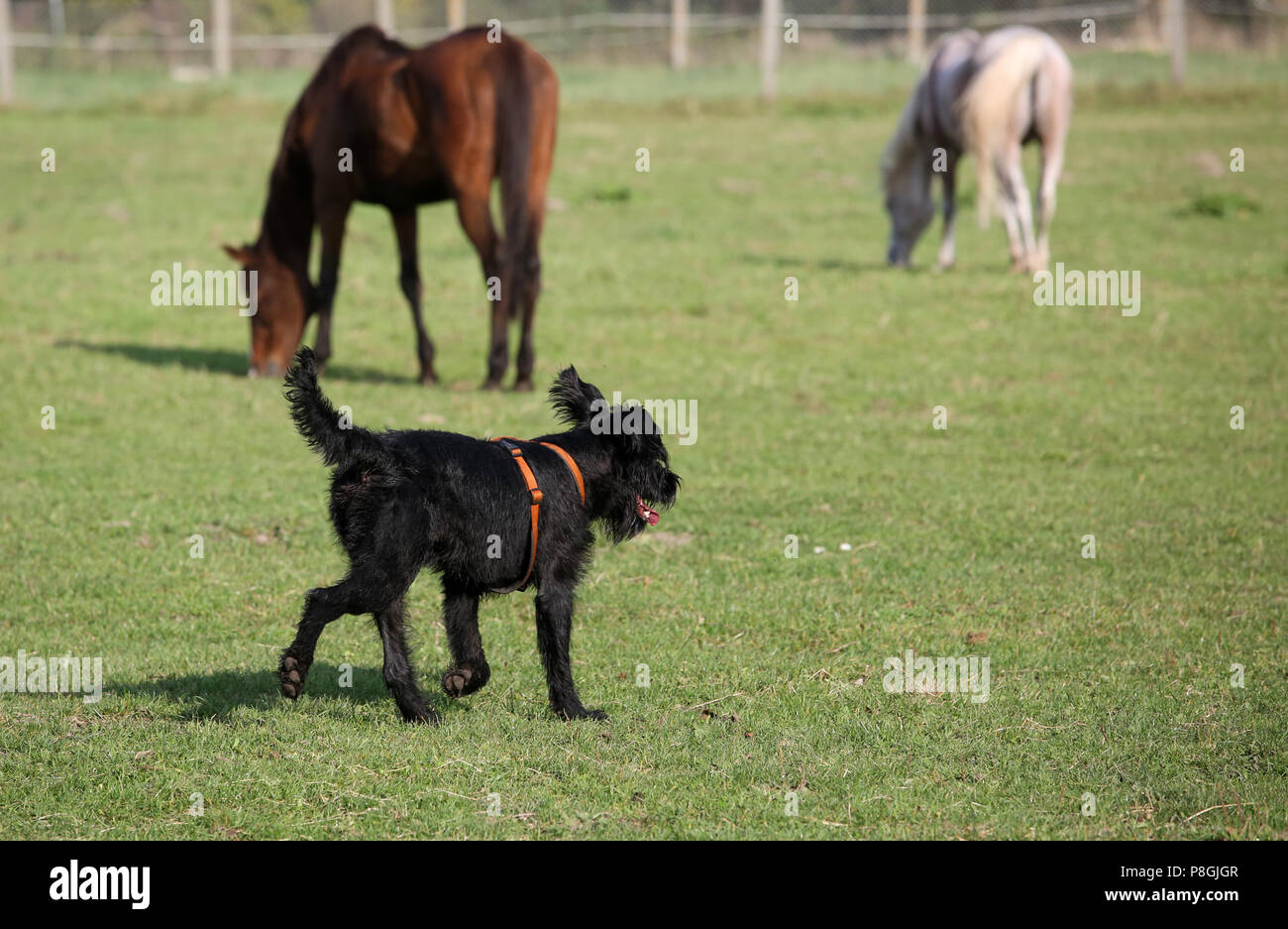 Zernikow, dog runs over a pasture Stock Photo