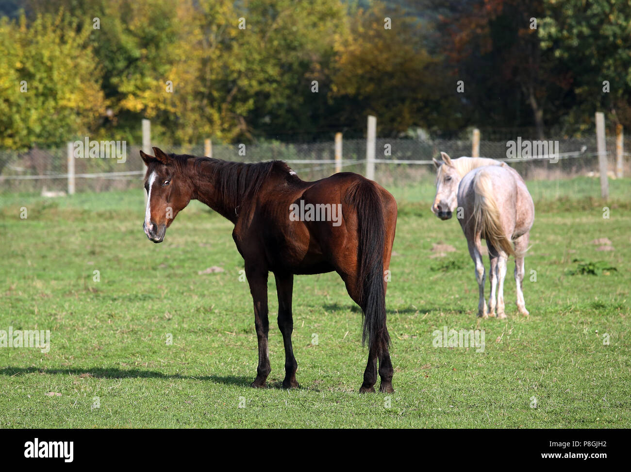 Zernikov, horses look around the pasture attentively Stock Photo