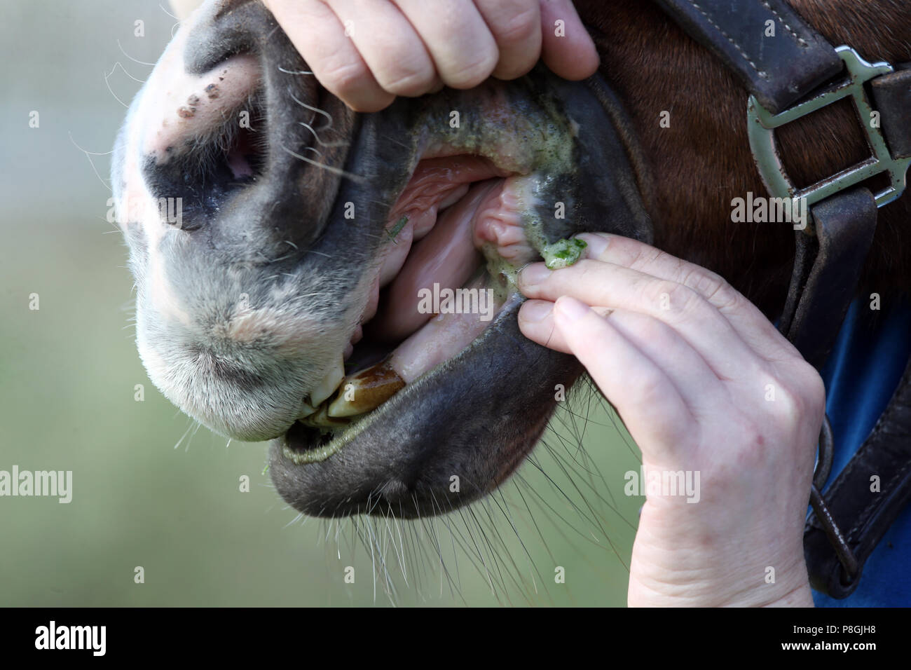 Zernikow, old horse no longer has back teeth Stock Photo