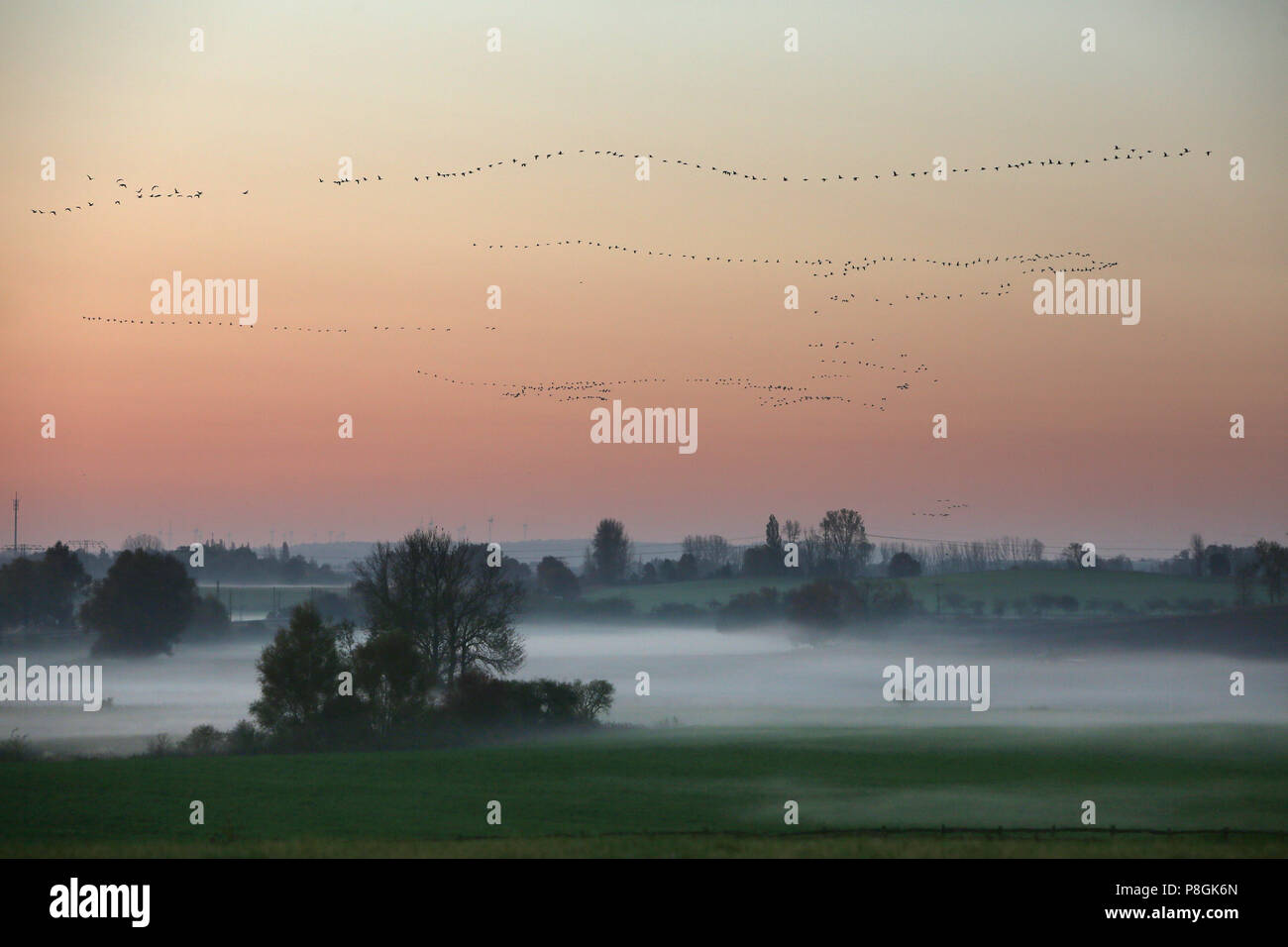 Goerlsdorf, Germany, Wildgaense fly on a misty morning over the fields of the Uckermark Stock Photo