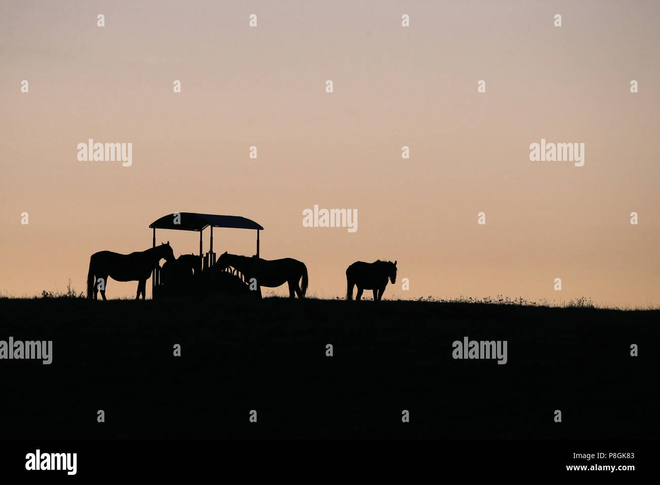 Gesterget Goerlsdorf, silhouette, horses are at dawn on the pasture Stock Photo