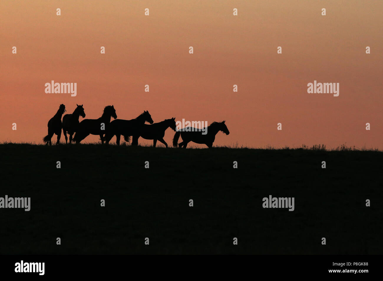 Studded Goerlsdorf, silhouette, horses at dawn trotting on the pasture Stock Photo