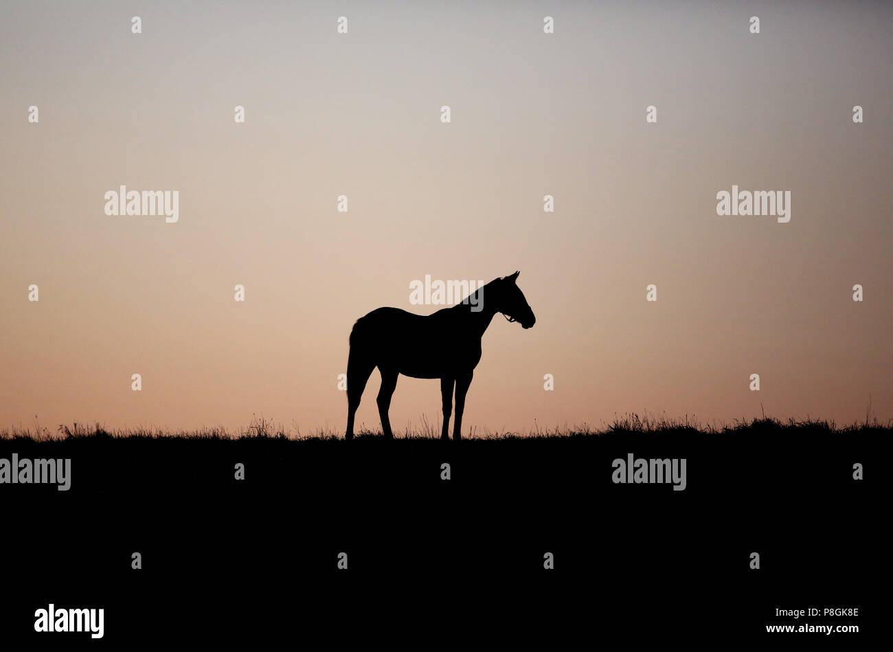 Gestuet Goerlsdorf, Silhouette, horse stands at dawn in the pasture Stock Photo