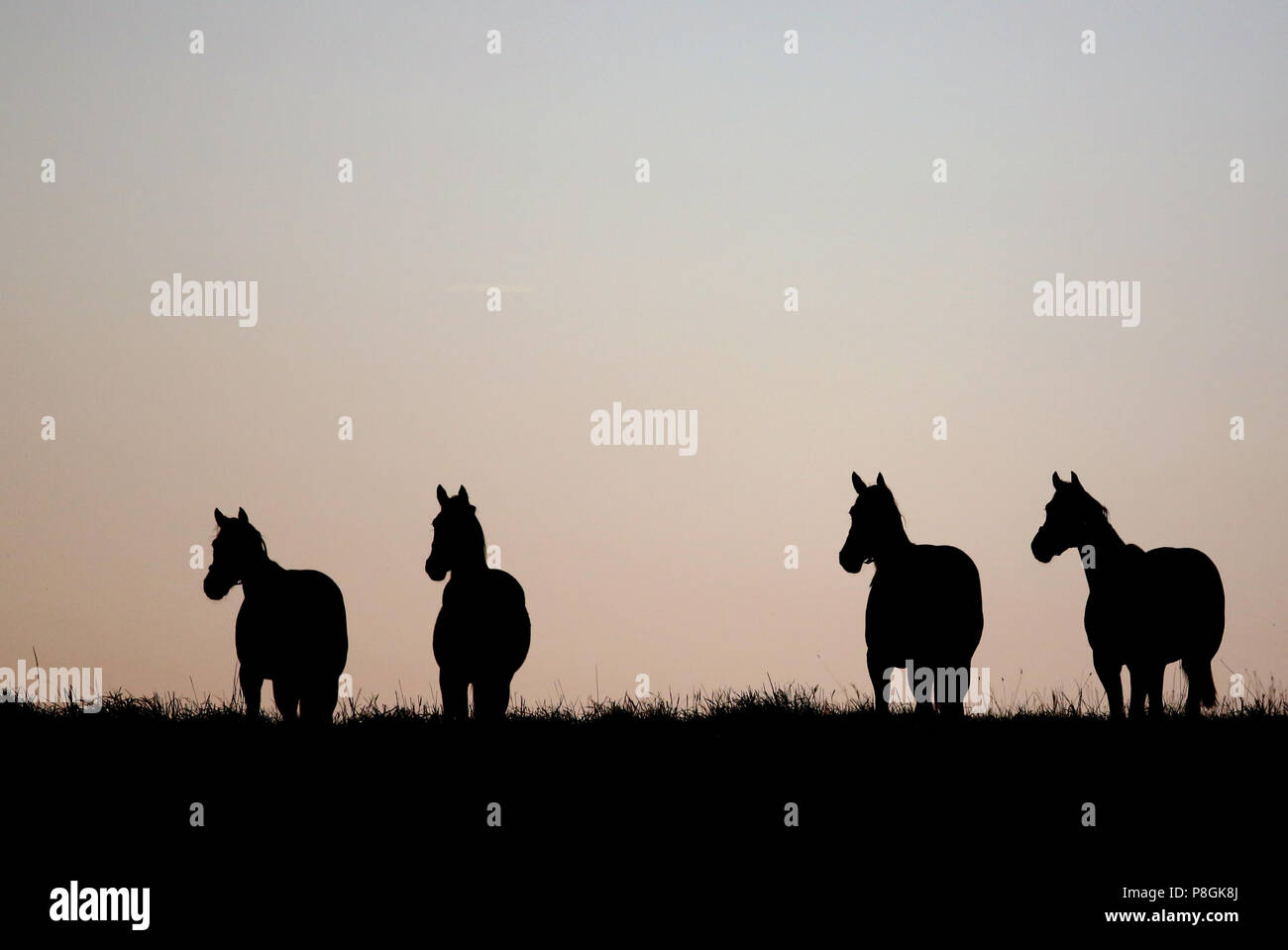 Gesterget Goerlsdorf, silhouette, horses are at dawn on the pasture Stock Photo