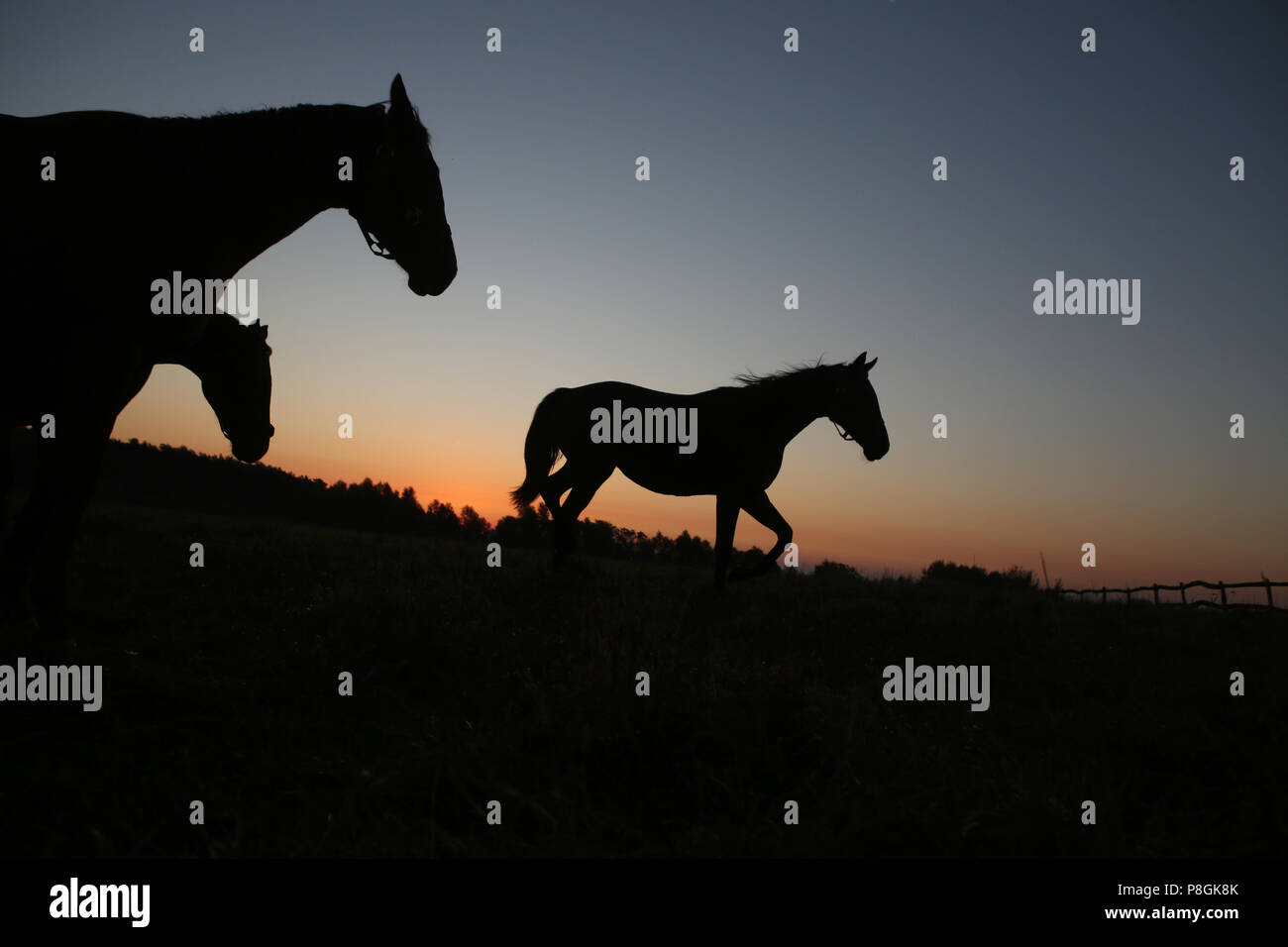 Studded Goerlsdorf, Silhouette, Horses at dusk trotting in the pasture Stock Photo