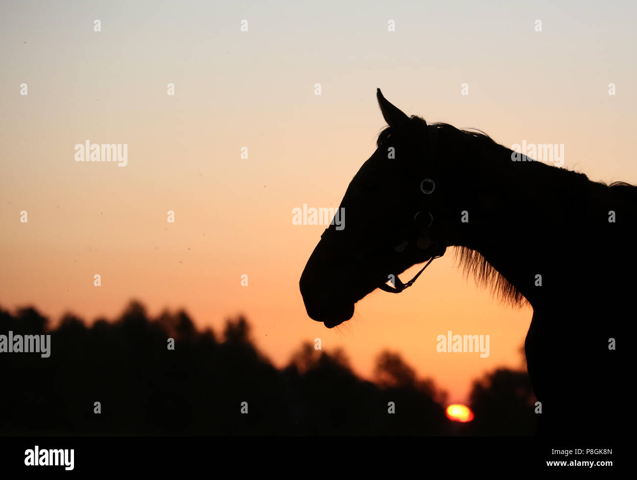 Gestuet Goerlsdorf, Silhouette, horse stands on the pasture at sunrise Stock Photo