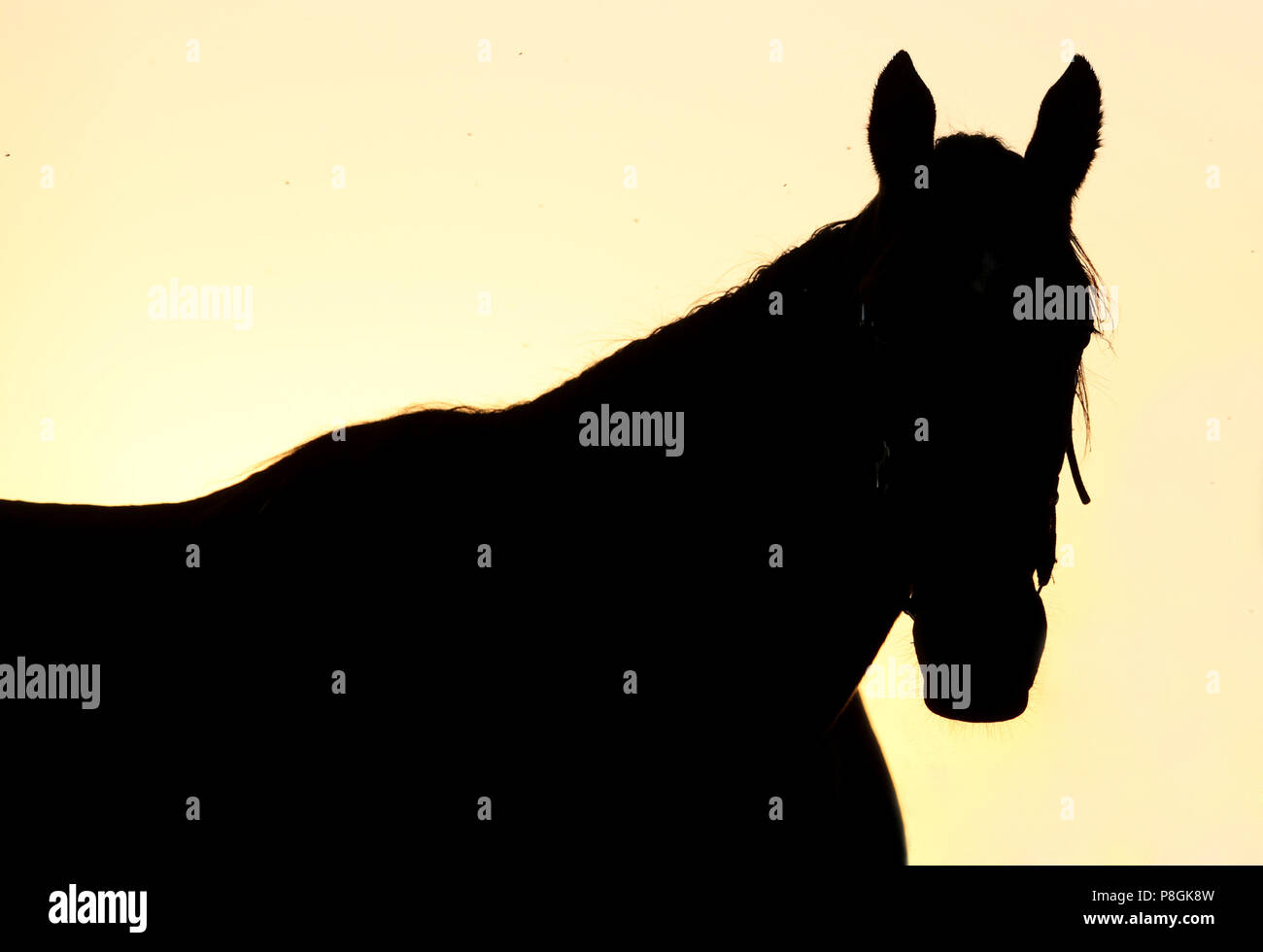 Studded Goerlsdorf, silhouette, horse at dawn in the pasture Stock Photo