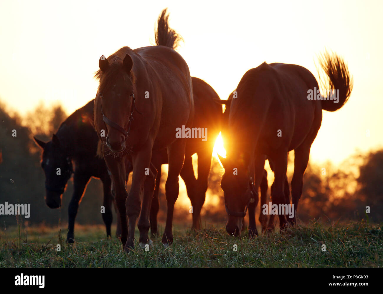 Studded Goerlsdorf, horses at sunrise in the pasture Stock Photo