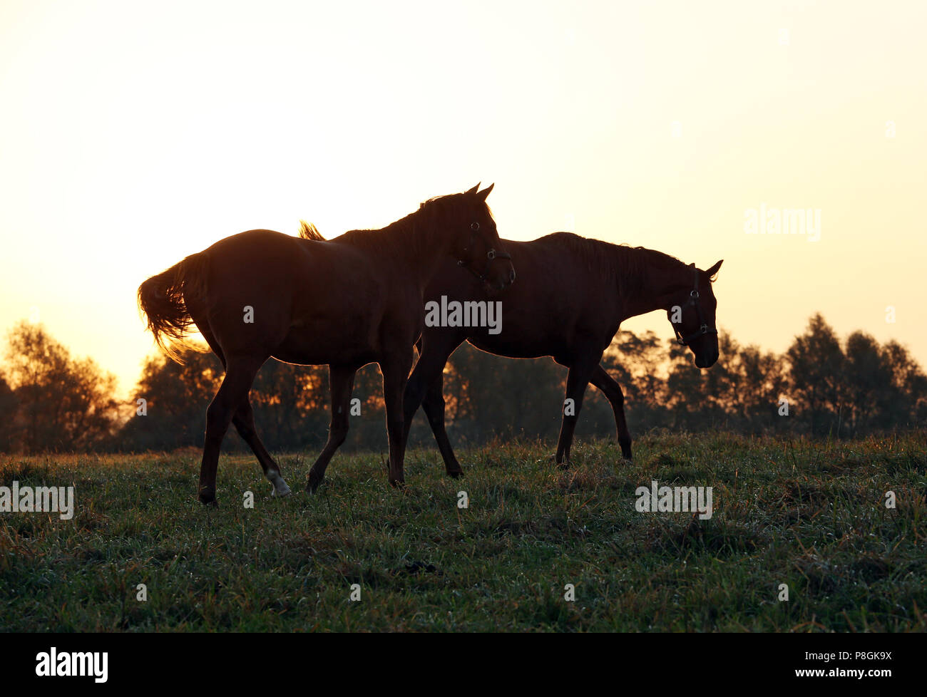 Studded Goerlsdorf, horses in the morning in step on the pasture Stock Photo