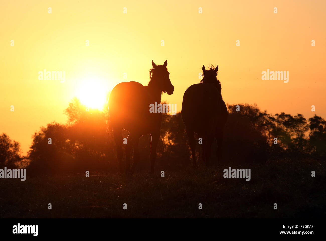 Gesterget Goerlsdorf, silhouette, horses at sunrise trotting in the pasture Stock Photo
