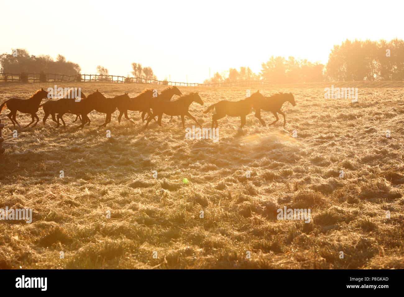 Studded Goerlsdorf, silhouette, horses galloping in the pasture at sunrise Stock Photo